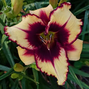 Lion Heart Daylily